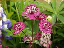 Astrantia major &#39;Rosensinfonie&#39;