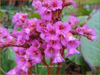 Bergenia &#39;David&#39;