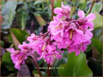 Bergenia &#39;David&#39;