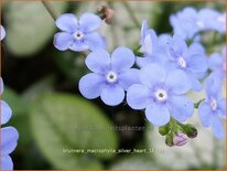 Brunnera macrophylla &#39;Silver Heart&#39;