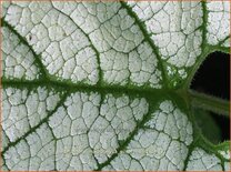 Brunnera macrophylla &#39;Silver Heart&#39;