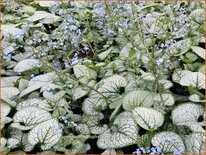 Brunnera macrophylla &#39;Silver Heart&#39;