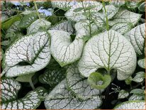 Brunnera macrophylla &#39;Silver Heart&#39;