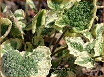 Brunnera macrophylla &#39;Variegata&#39;