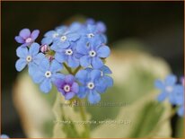 Brunnera macrophylla &#39;Variegata&#39;