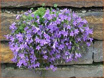 Campanula &#39;Birch Hybrid&#39;