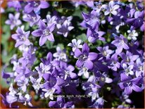 Campanula &#39;Birch Hybrid&#39;