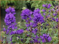 Campanula glomerata &#39;Joan Elliott&#39;