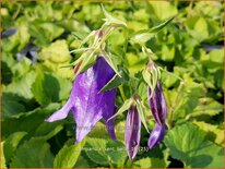 Campanula &#39;Kent Belle&#39;