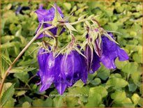 Campanula &#39;Kent Belle&#39;