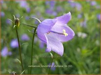 Campanula rotundifolia &#39;Olympica&#39;