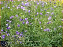 Campanula rotundifolia &#39;Olympica&#39;