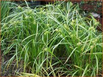 Carex grayi