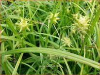 Carex grayi