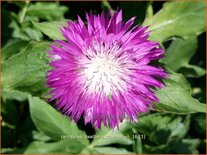 Centaurea dealbata &#39;Steenbergii&#39;