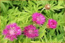 Centaurea dealbata &#39;Steenbergii&#39;