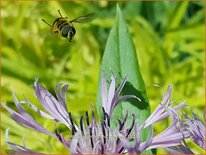 Centaurea montana &#39;Carnea&#39;