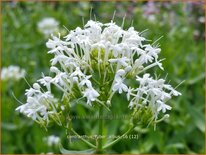 Centranthus ruber &#39;Albus&#39;