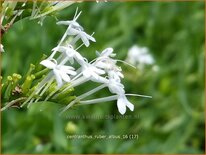 Centranthus ruber &#39;Albus&#39;