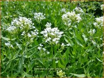 Centranthus ruber &#39;Albus&#39;