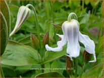 Clematis integrifolia &#39;Gletschereis&#39;