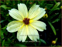 Coreopsis &#39;Buttermilk&#39;