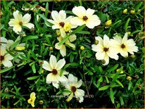 Coreopsis &#39;Buttermilk&#39;