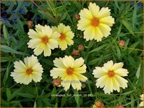 Coreopsis &#39;Full Moon&#39;