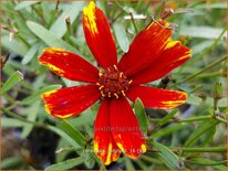 Coreopsis &#39;Ladybird&#39;