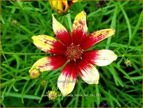 Coreopsis verticillata &#39;Route 66&#39;