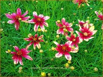 Coreopsis verticillata &#39;Route 66&#39;