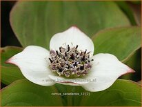 Cornus canadensis