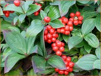 Cornus canadensis