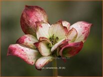 Cornus canadensis