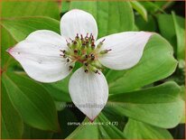 Cornus canadensis