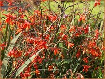 Crocosmia &#39;Saracen&#39;