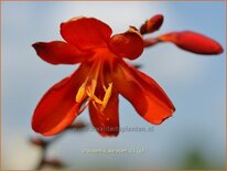 Crocosmia &#39;Saracen&#39;