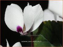 Cyclamen coum &#39;Album&#39;