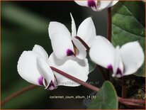 Cyclamen coum &#39;Album&#39;