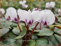 Cyclamen coum &#39;Album&#39;