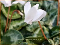 Cyclamen hederifolium &#39;Album&#39;