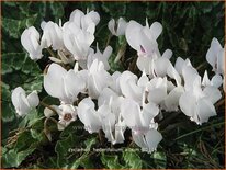 Cyclamen hederifolium &#39;Album&#39;