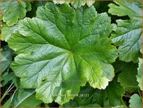 Darmera peltata