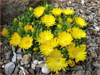 Delosperma congestum