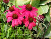 Echinacea purpurea &#39;Glowing Dream&#39;