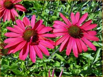 Echinacea purpurea &#39;Glowing Dream&#39;