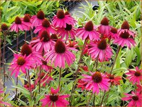 Echinacea purpurea &#39;Glowing Dream&#39;