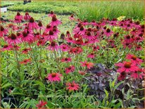 Echinacea purpurea &#39;Glowing Dream&#39;