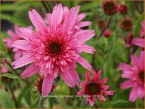 Echinacea purpurea &#39;Mini Belle&#39;