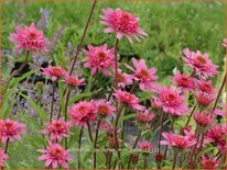 Echinacea purpurea &#39;Mini Belle&#39;